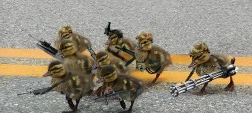 Ducklings with airsoft guns